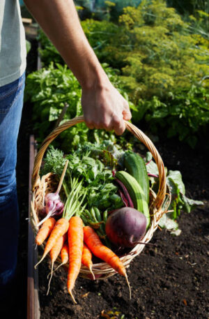Farm Fresh Produce Basket